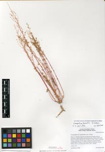 Herbarium Sheet of 